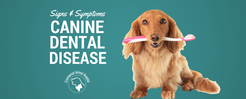Creekwood Canine Dental Disease